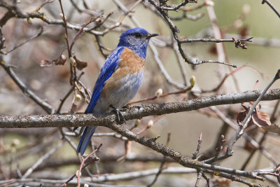 western bluebird 050308IMG_0645