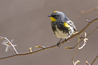 yellow-rumped warbler 050408IMG_0149