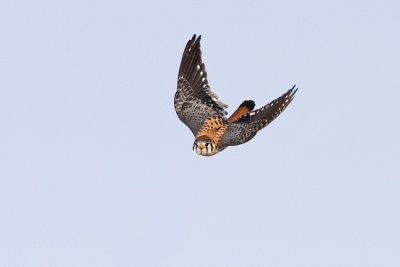 american kestrel 042608IMG_0007