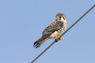 american kestrel 042608IMG_0043