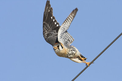 american kestrel 042608IMG_0056