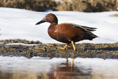 cinnamon teal 042608IMG_0551