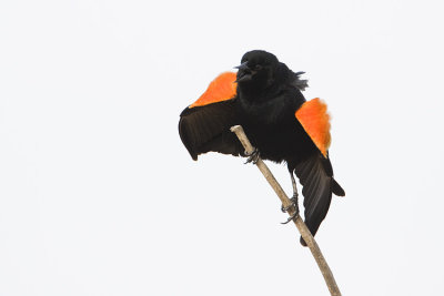 red-winged blackbird 042708IMG_0123