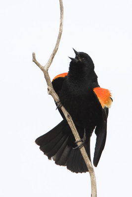 red-winged blackbird 042708IMG_0185
