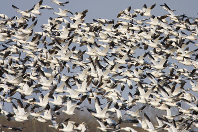 snow geese 042608IMG_0793
