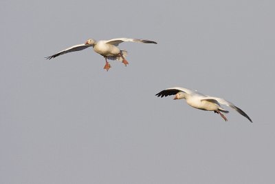 snow geese 042608IMG_1187