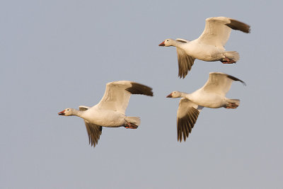 snow geese 042608IMG_1586