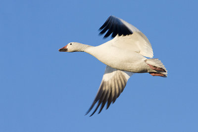 snow goose 042608IMG_1593