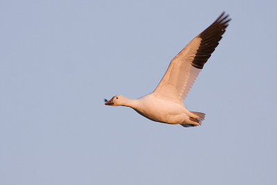 snow goose 042608IMG_1984