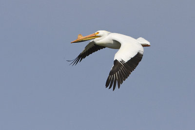 american white pelican 042908IMG_0006
