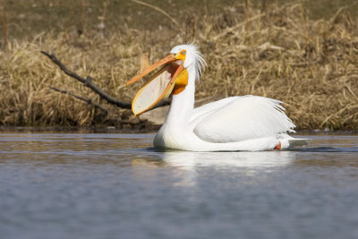 american white pelican 042908IMG_1461