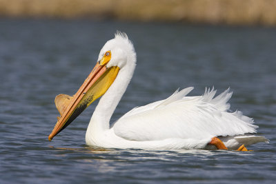 Pelicans