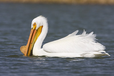 american white pelican 042908IMG_1598