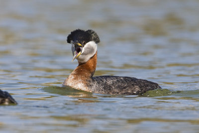 red-necked grebe 042908IMG_0067
