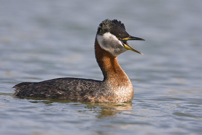 red-necked grebe 042908IMG_0140