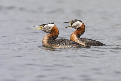 red-necked grebes 042908IMG_0915