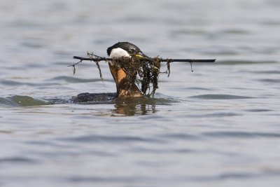 red-necked grebe 042908IMG_1104