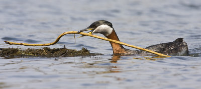 red-necked grebe 042908IMG_1146