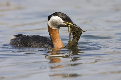 red-necked grebe 042908IMG_1287