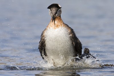 red-necked grebe 042908IMG_1680