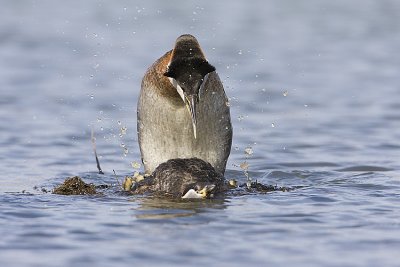 red-necked grebes 042908IMG_1736