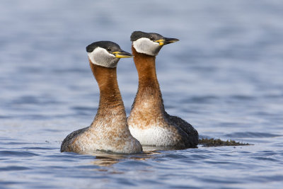 red-necked grebes 042908IMG_1756