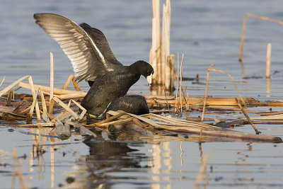 american coots 050908IMG_0453