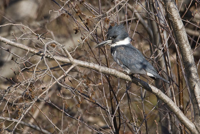 belted kingfisher 050808IMG_0067