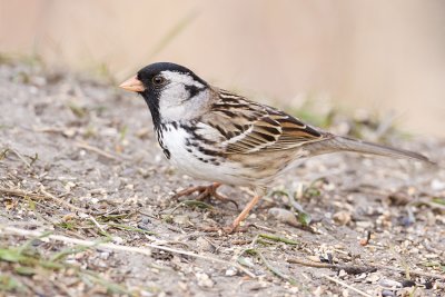 harris's sparrow 051008IMG_0432
