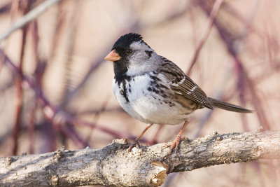 harris's sparrow 051208IMG_0051