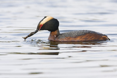 horned grebe 050508IMG_0245
