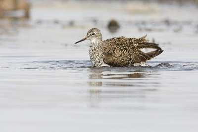 lesser yellowlegs 051008IMG_0318