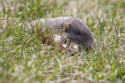 northern pocket gopher 051008IMG_0020