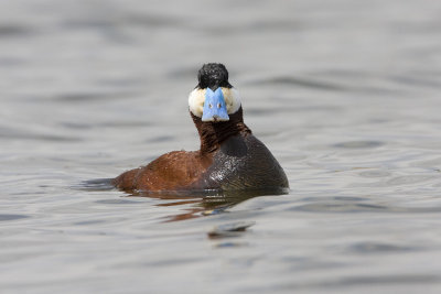 ruddy duck 050708IMG_0604