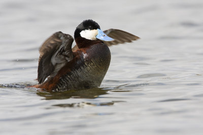 ruddy duck 050708IMG_0607