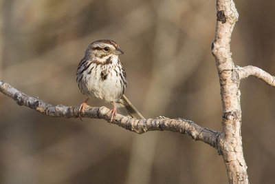 song sparrow 050908IMG_0370