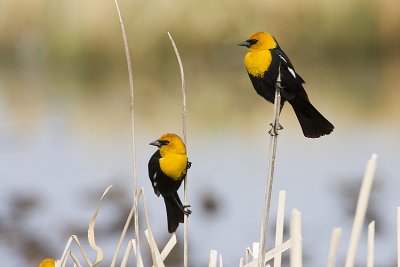 yellow-headed blackbirds 051008IMG_0076