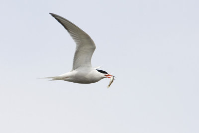 common tern 051108IMG_0733