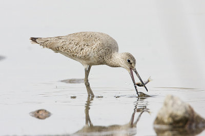 willet 051108IMG_0080