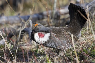 dusky grouse 051708IMG_0295