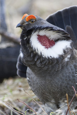 dusky grouse 051708IMG_0432