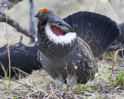 dusky grouse 051708IMG_0442