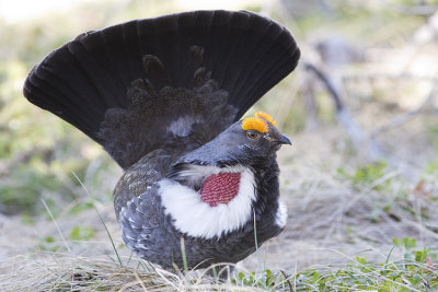 dusky grouse 051708IMG_0654