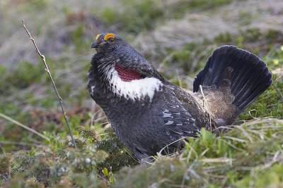 dusky grouse 051708IMG_0715