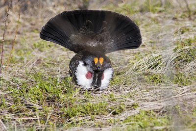 dusky grouse 051708IMG_0894