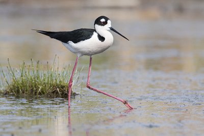 black-necked stilt 051908IMG_0150