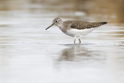 solitary sandpiper 051908IMG_0692