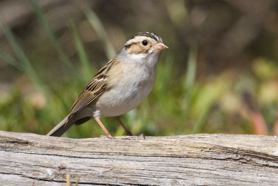 clay-colored sparrow 052508IMG_0091