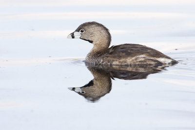 pied-billed grebe 052508IMG_0340