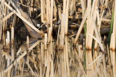 pied-billed grebe 052508IMG_0640